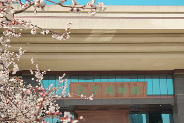 Apricot blossoms in full bloom at Confucius Museum