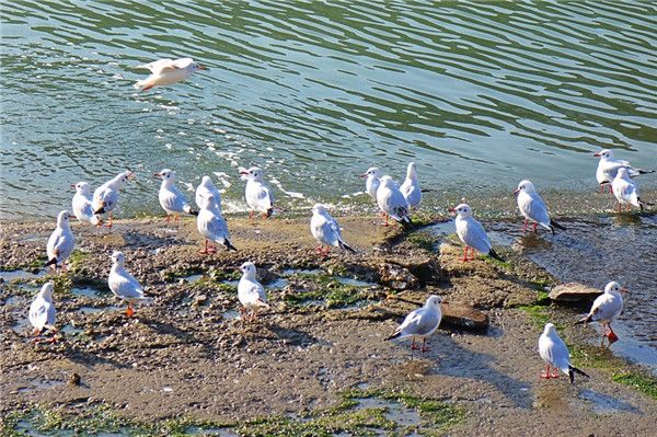 Black-headed gulls vacation in Qingdao