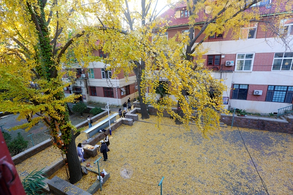 Shinan's centennial courtyard becomes golden photo spot