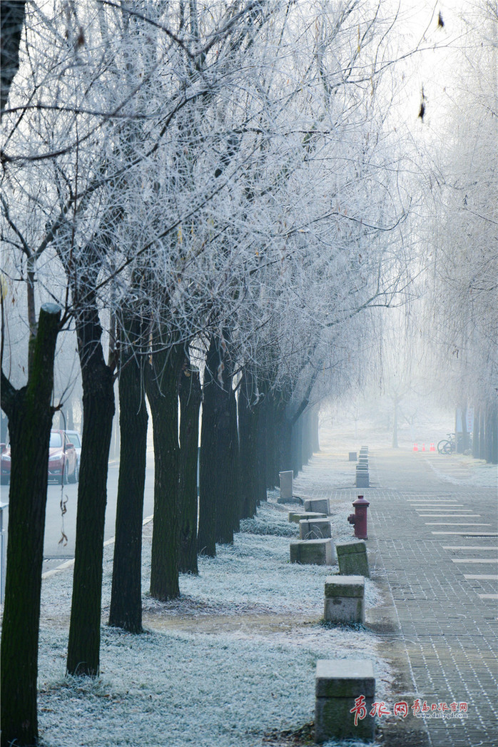 Rime creates a wonderful winter scene in Qingdao