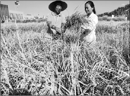 'Seawater rice' may help fill food gap