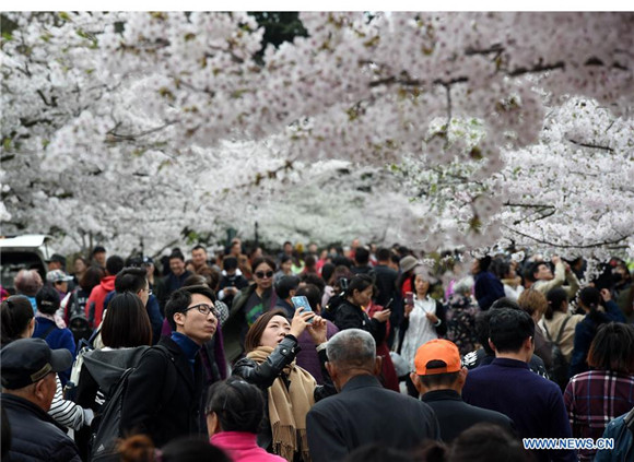 Tourists enjoy view of cherry blossoms in Qingdao