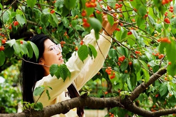 Annual Beizhai cherry festival kicks off in Qingdao