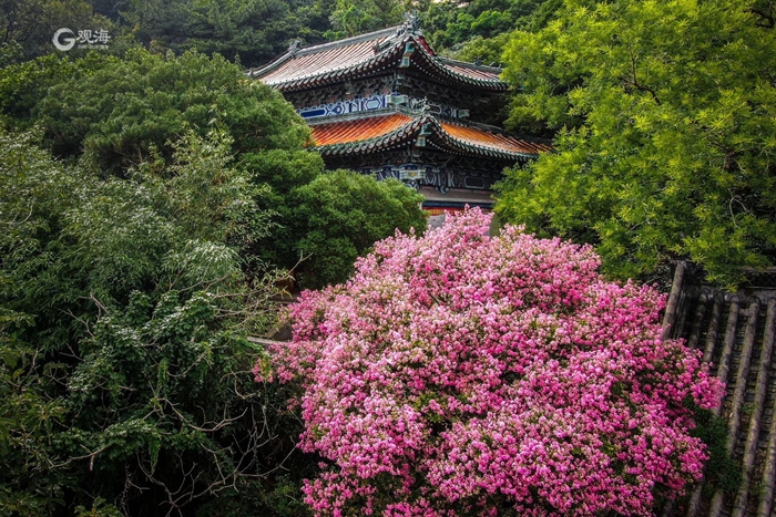 600-year-old crape myrtle blooms on Laoshan Mountain