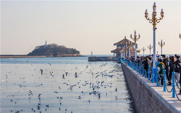 Seagulls fly to Qingdao to spend winter