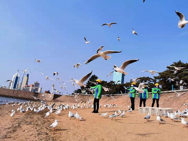 Qingdao team ventures out to feed 'neglected' seagulls