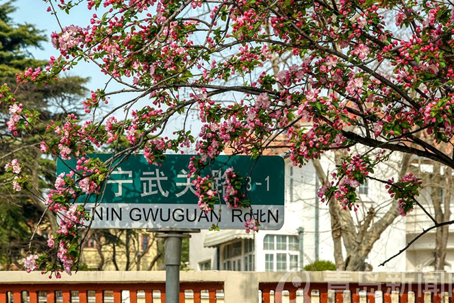 Stunning crabapple flowers dazzle Qingdao