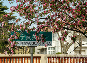 Stunning crabapple flowers dazzle Qingdao