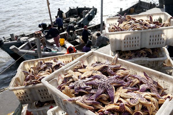 Qingdao fish farmers culling invasive starfish