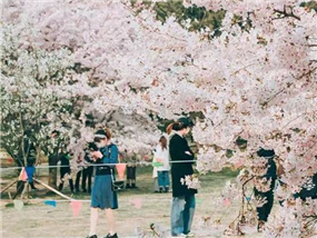 In pics: Admire Shinan's enchanting spring cherry blossoms 