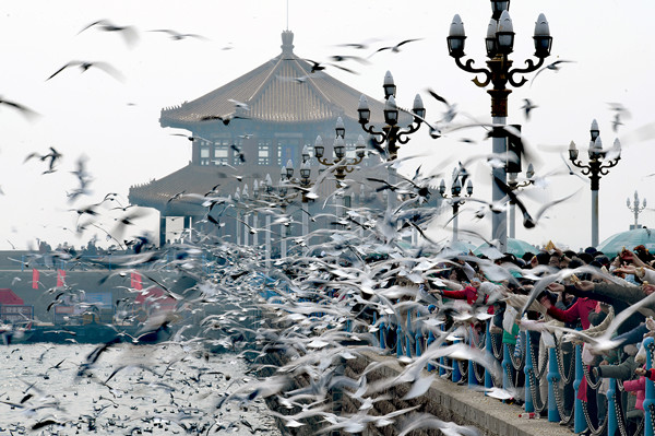 In pics: gulls gather at the Zhanqiao scenic spot