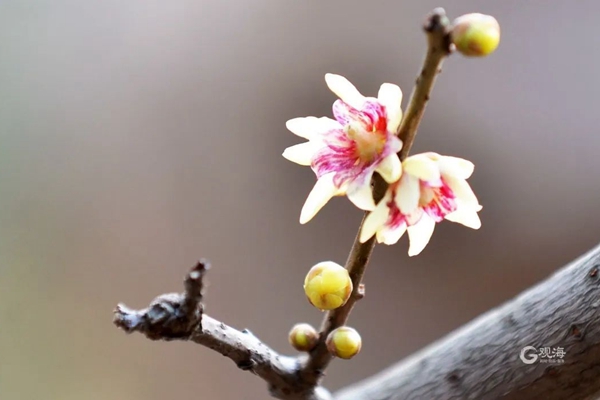 Zhongshan Park's plum blossoms lure nature seeking visitors
