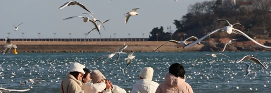 Annual seagull season descends upon Shinan, Qingdao