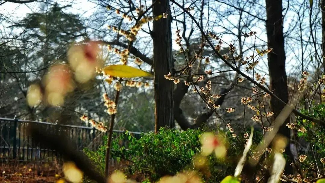 Winter sweet blossoms bring fragrance to Shinan