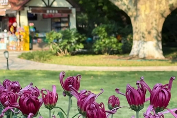 Chrysanthemums bloom at Qingdao's Zhongshan Park