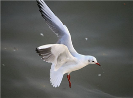 Swooping seagulls entertain visitors at Zhanqiao pier