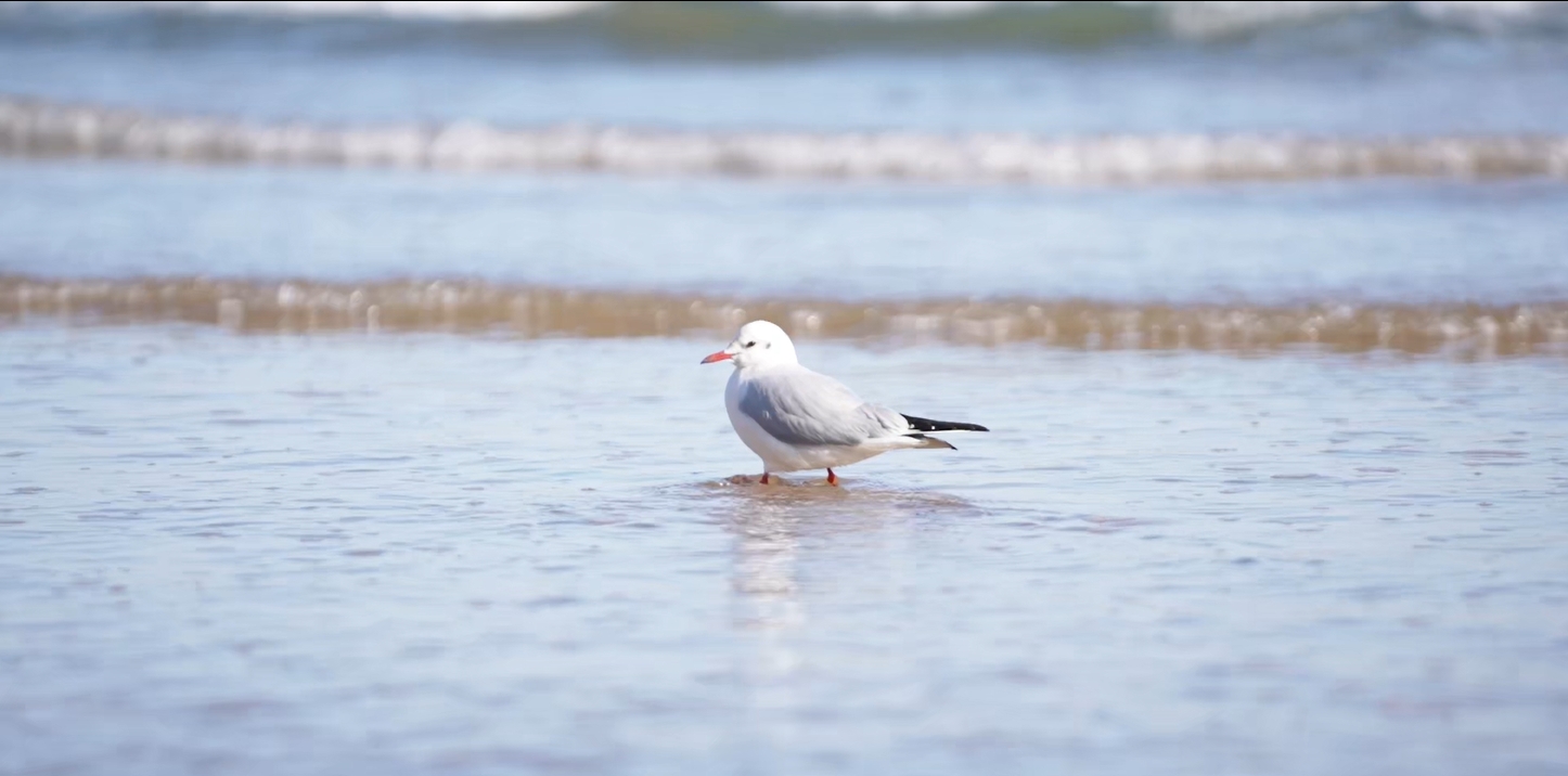 Video: Seagulls' elegant shoreline dance