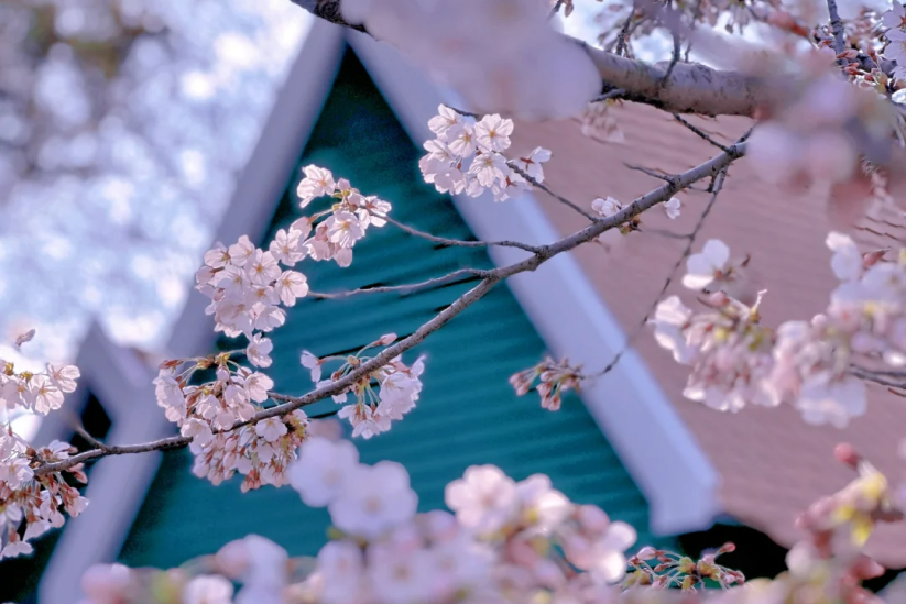 Capture spring: Tips for cherry blossom photography