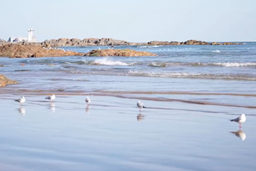 Video: Seagulls' elegant shoreline dance