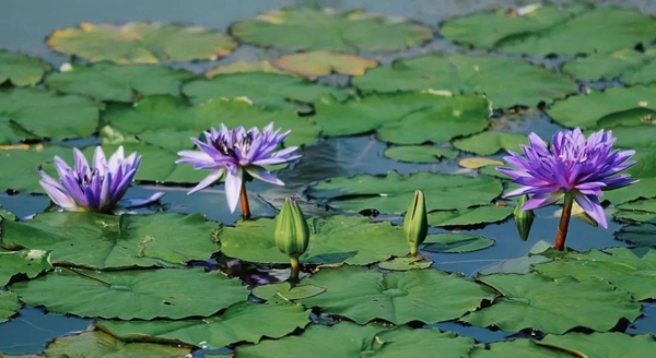 Shuangzhu Park's lotuses, water lilies in full bloom