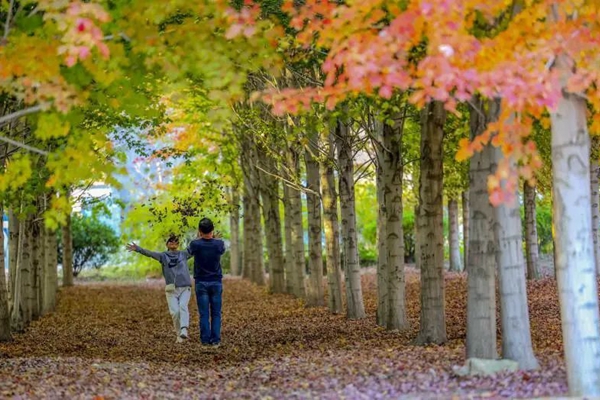 Colorful maple trees in Zhangjialou attract visitors