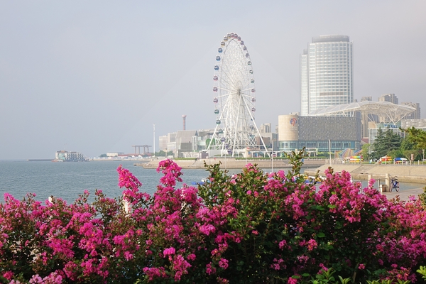 Vibrant crepe myrtles bloom along Qingdao's coast