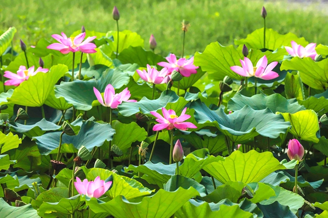In pics: Lotus flowers in Qingdao West Coast New Area