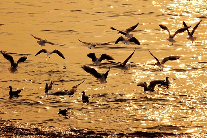 Black-headed gulls gather in Qingdao