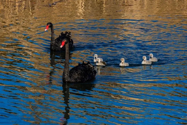 Swan family becomes star attraction at Tangdao Bay Park