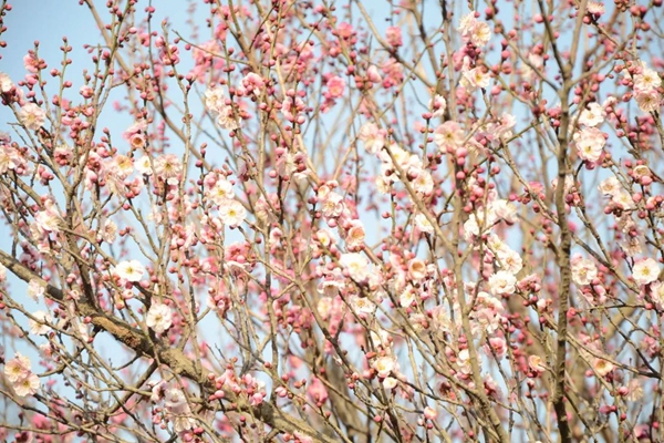 Admire plum blossoms in Qingdao WCNA