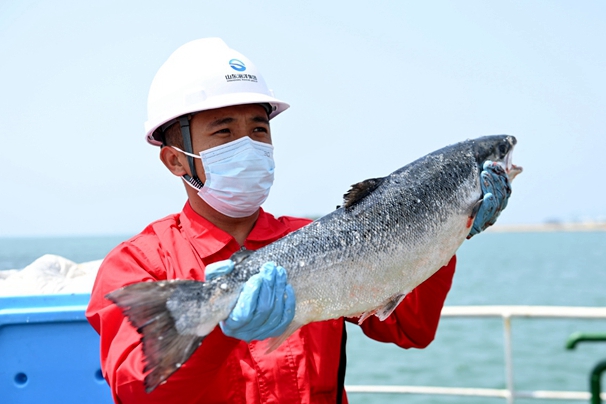 Salmon thrive in deep-sea farm off Shandong