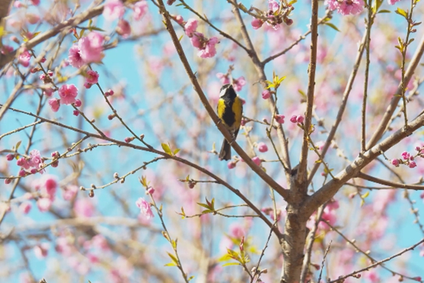 Qingdao WCNA in 24 Solar Terms: Spring Equinox