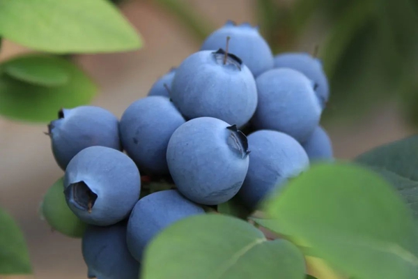 Explore enjoyable blueberry-picking destinations in Baoshan Town