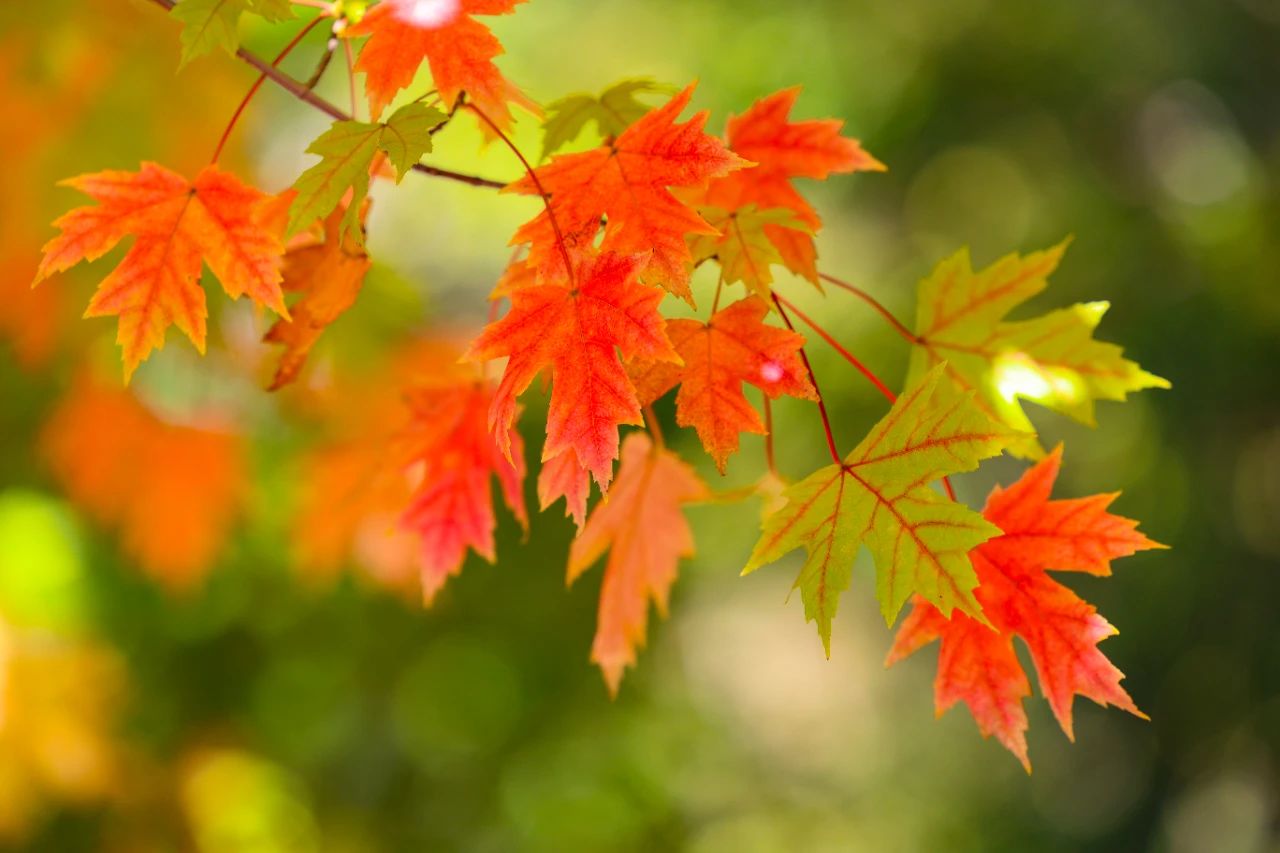 Red maples bring beauty to autumn in Zhangjialou