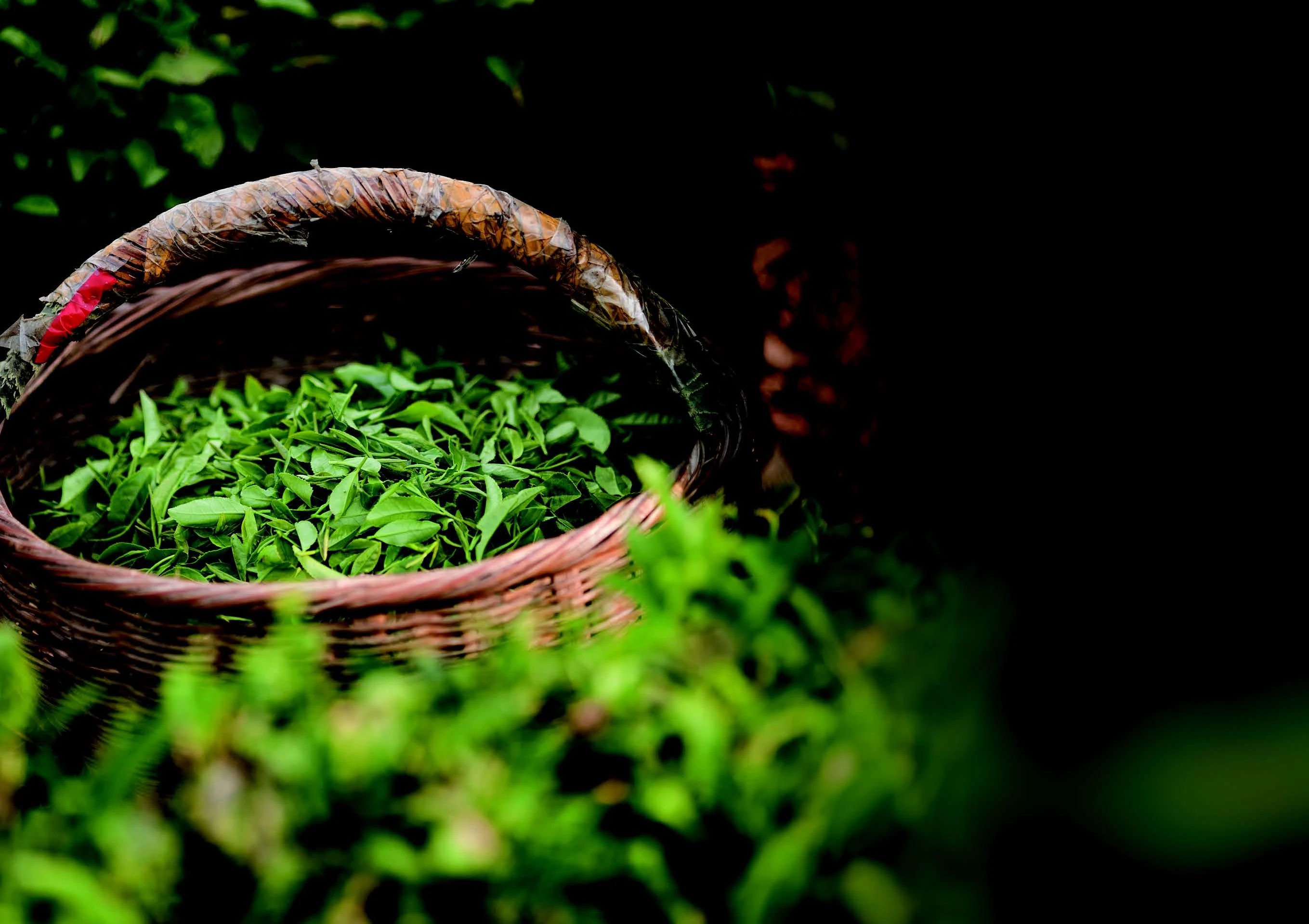 Haiqing tea: Exquisite tea cultivated in high-latitude natural settings