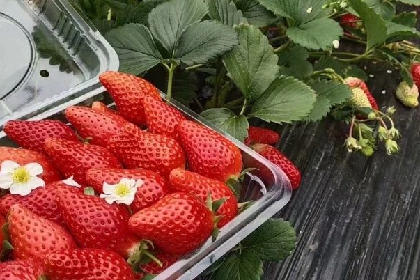 Strawberries sweeten winter in Qingdao WCNA