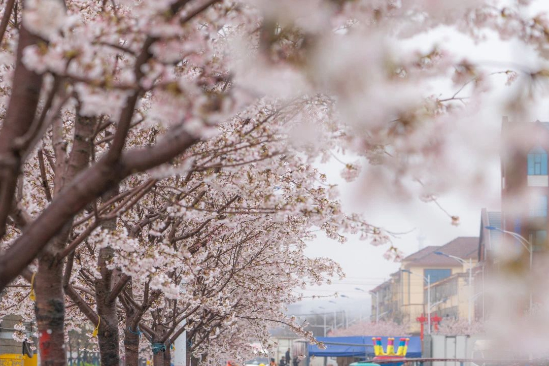 Cherry blossoms boost tourism, economy in Qingdao