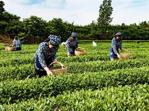 Thriving tea industry invigorates rural town in Qingdao WCNA