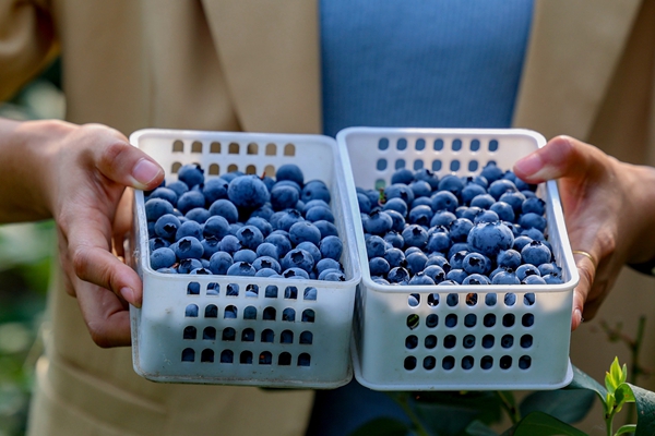 In pics: Blueberry bliss awaits in Qingdao West Coast New Area