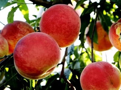 Sweet autumn awaits in the peach orchards of Qingdao