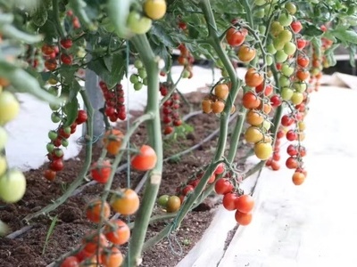 Ecological farm in Qingdao West Coast New Area garners national accreditation