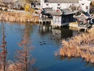 Qingdao West Coast New Area welcomes waterbirds for winter