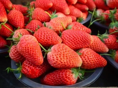 Qingdao West Coast New Area delights in fresh strawberry harvest