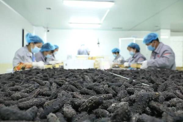 Sea cucumbers from Qingdao WCNA shine as festive delicacies