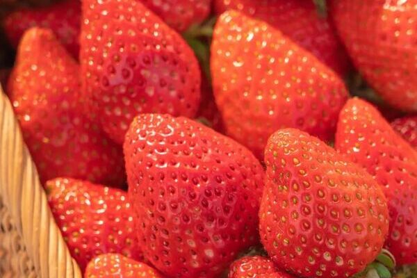 Qingdao WCNA's strawberry fields offer sweet escape