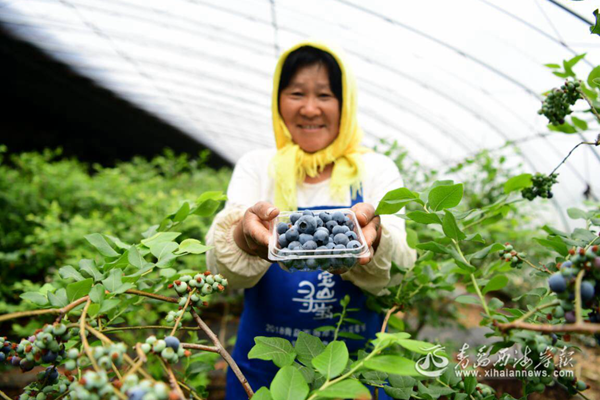 Huangdao Blueberry becomes one of Qingdao WCNA's calling cards