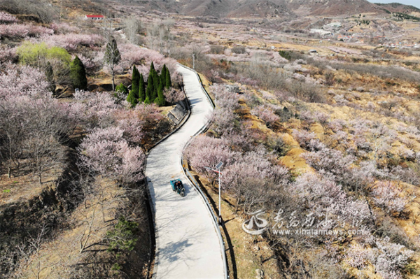 Cherry blossoms in full bloom in Qingdao WCNA
