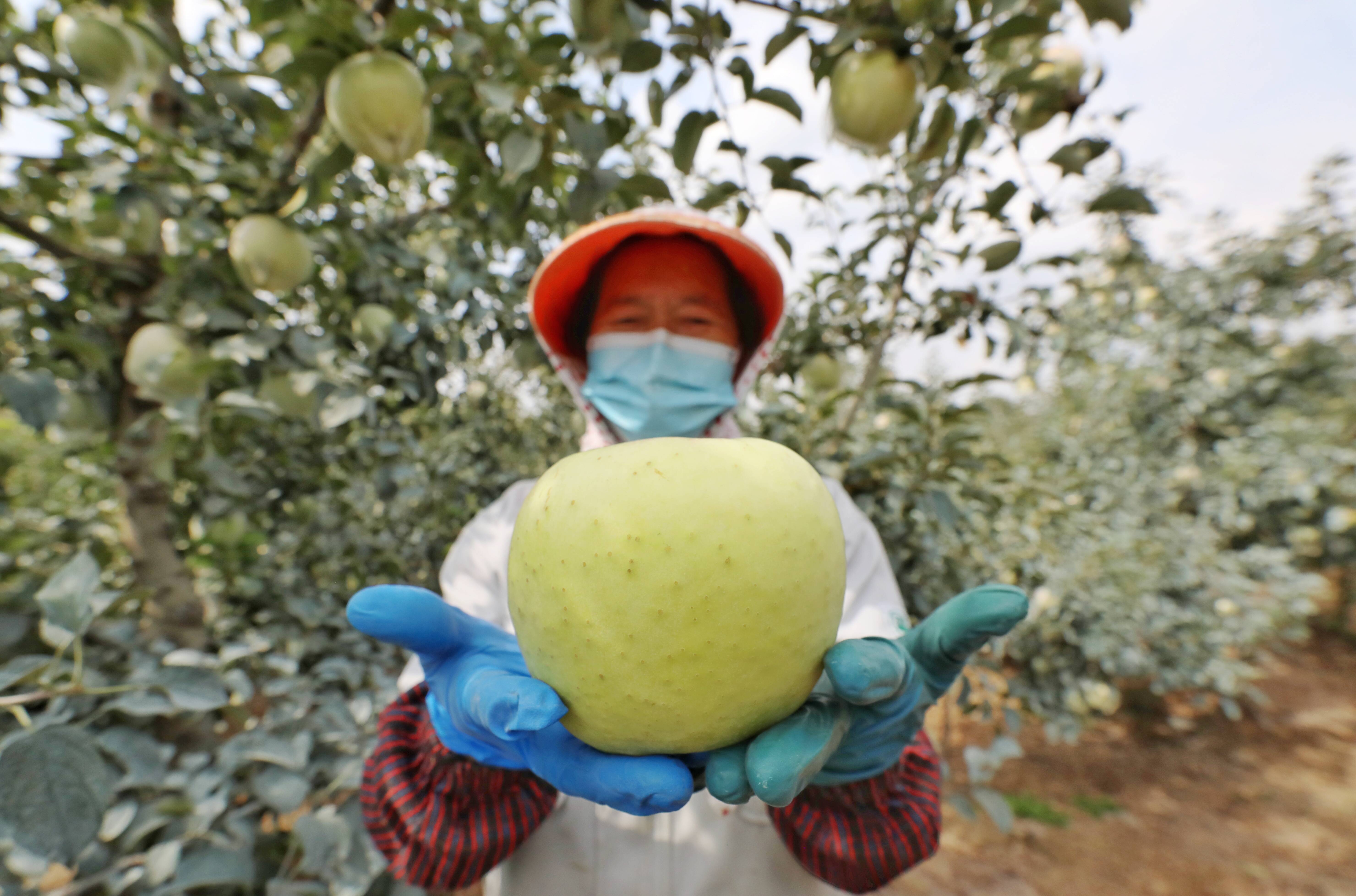 Baoshan apple from Qingdao perfumes air in Chengdu