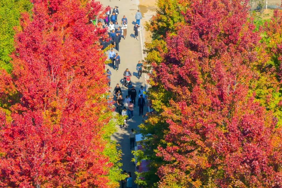 Qingdao West Coast New Area's 2nd maple fest unwraps autumn's grandeur