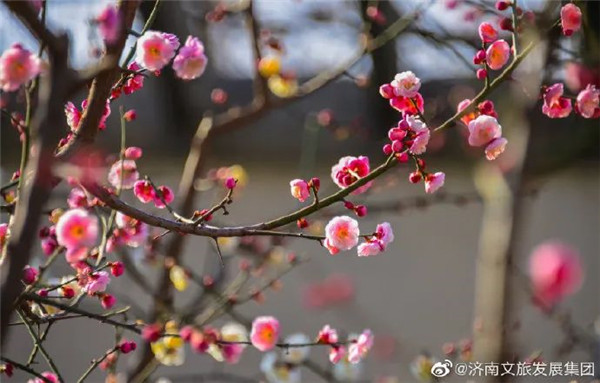 Encounter early spring in Shandong
